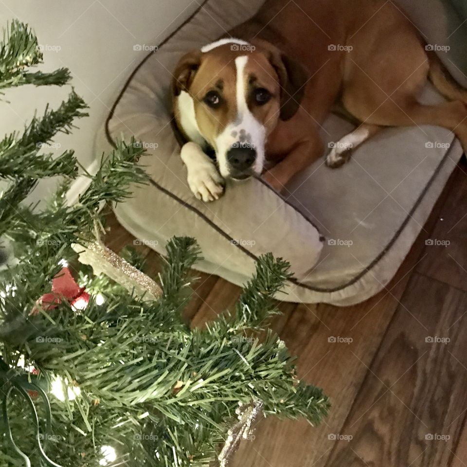 Molly by Christmas Tree