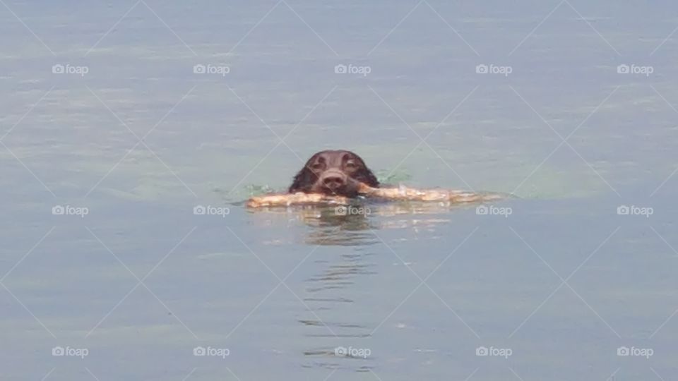 chocolate lab swimming with his stick in the lake