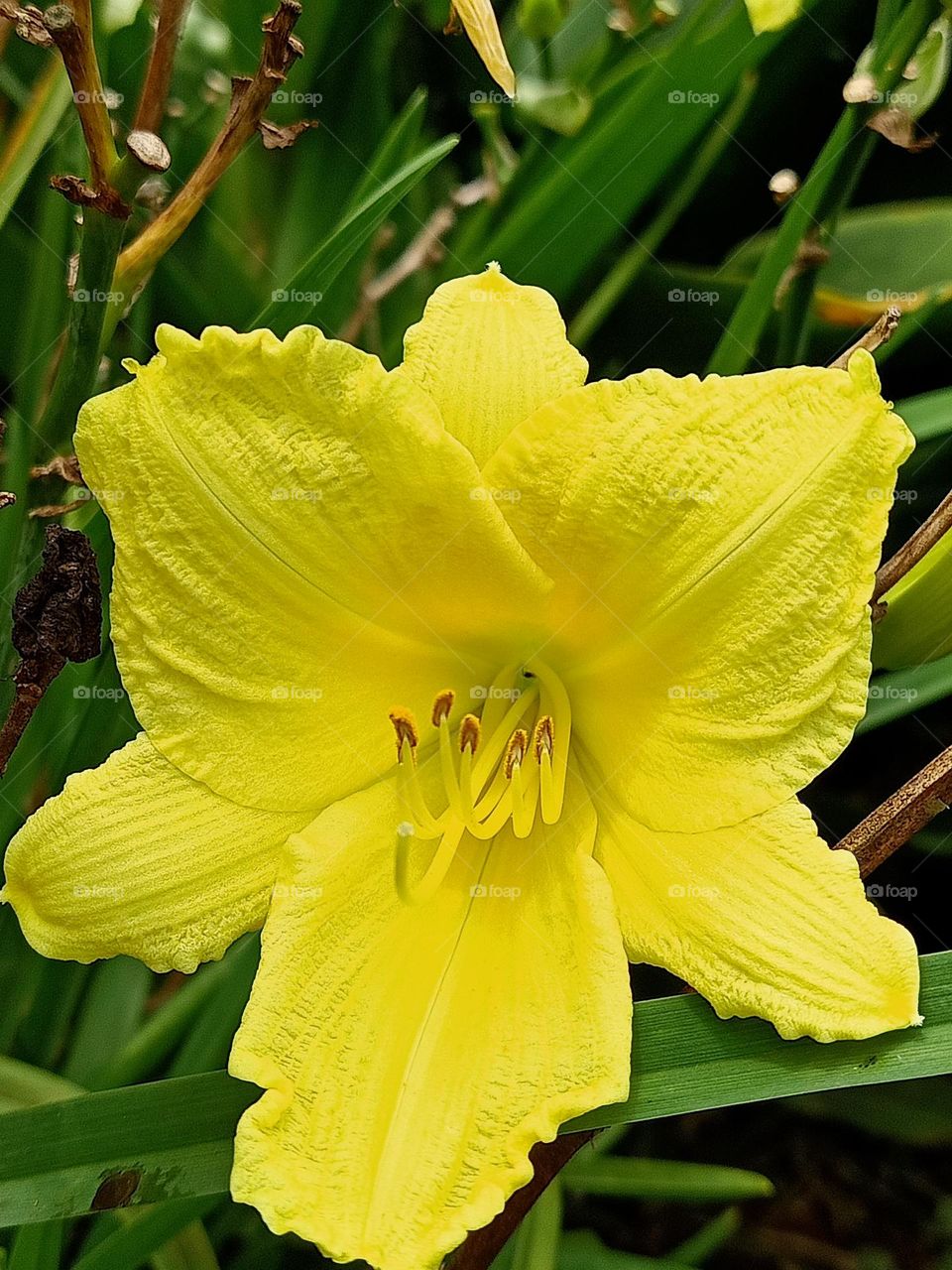 yellow flower