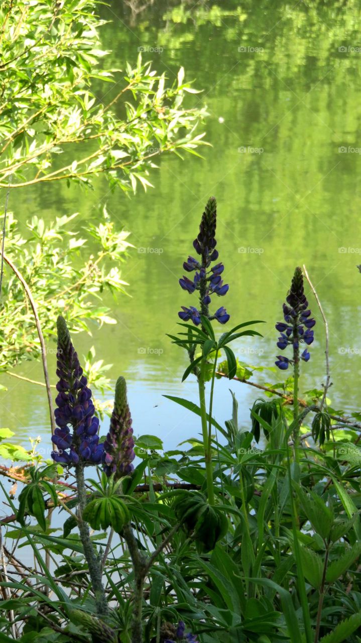 lupins 