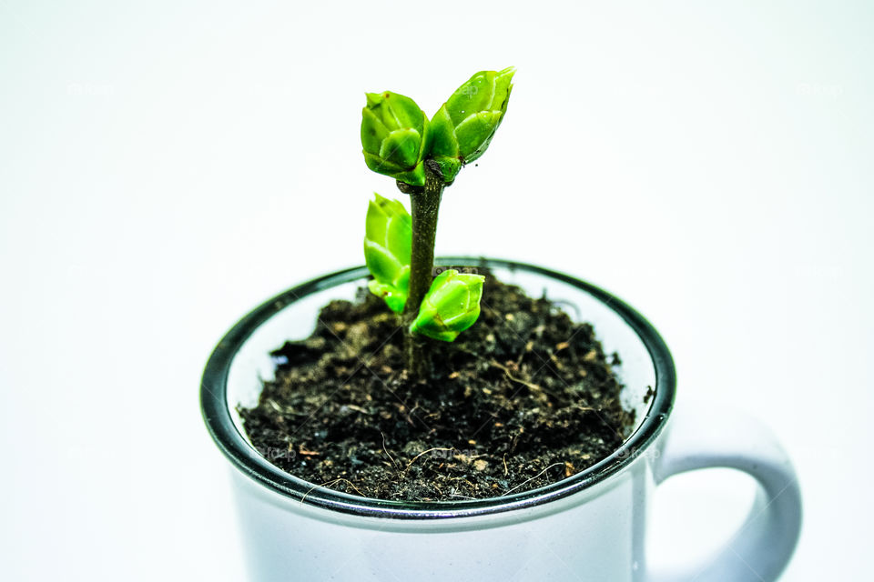 buds on a tree branch