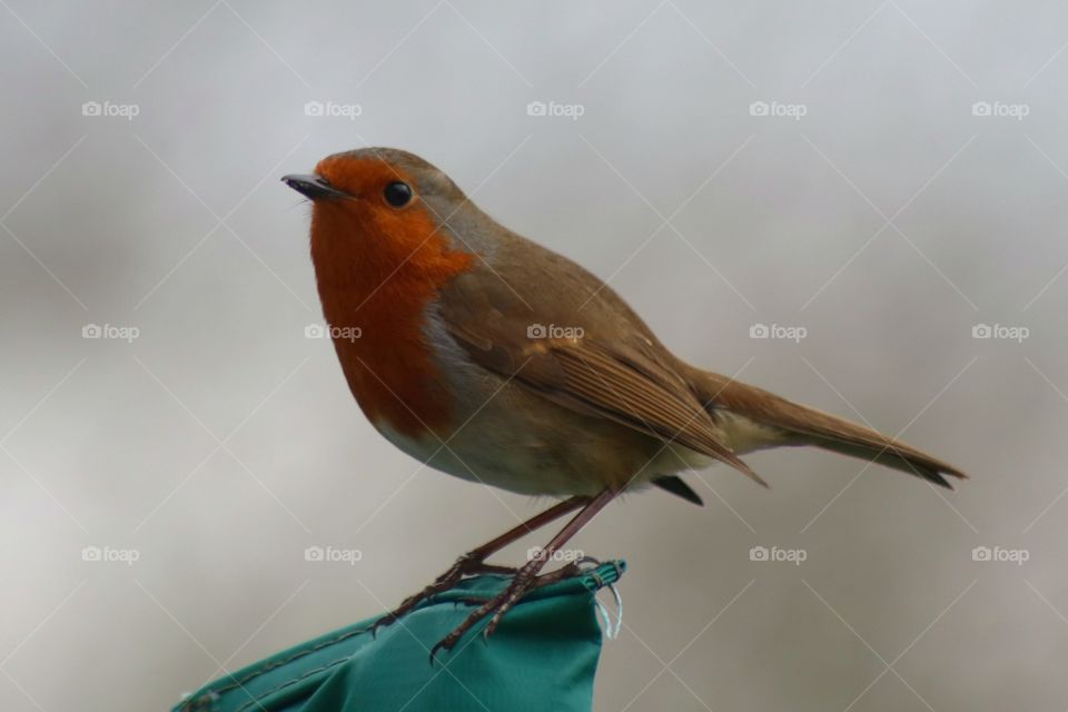 robin