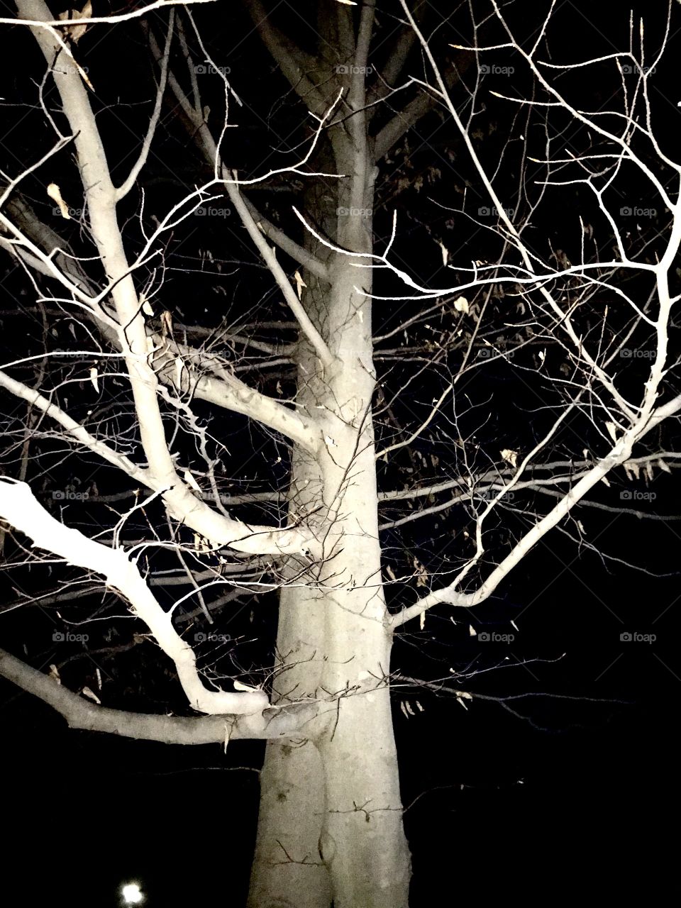 Bare White Tree Branches Winter Silhouette Night Sky Like Graceful Monsters Dancing 