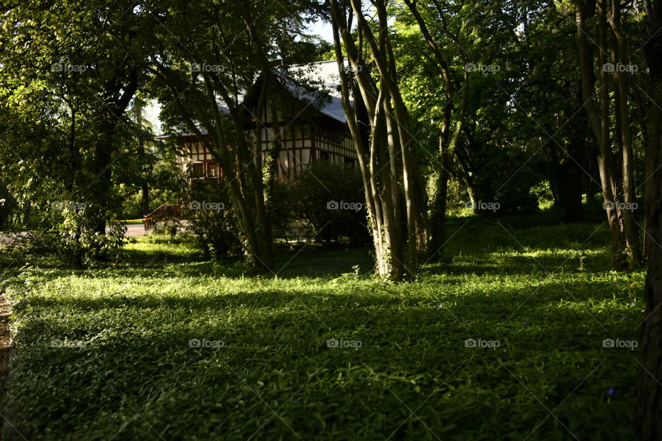 Bosque Europeo
European Forest
