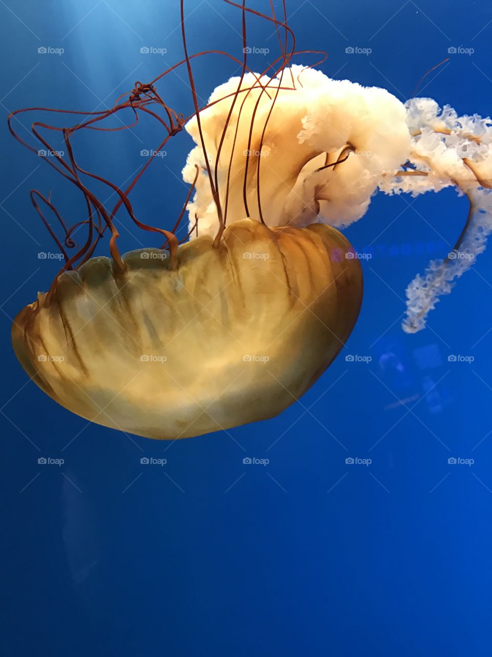 Beautiful jellyfish 