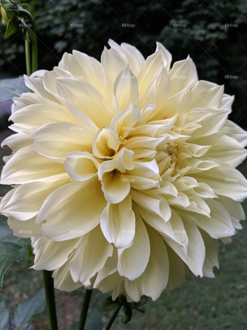 An absolutely massive flower taken in my grandmother's garden. Anyone who is a firm believer that big is beautiful, this one is definitely for you!