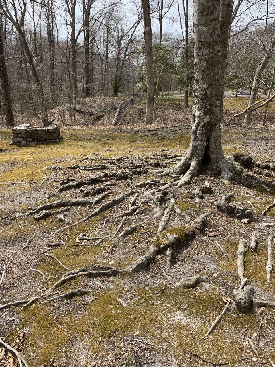 Tree roots