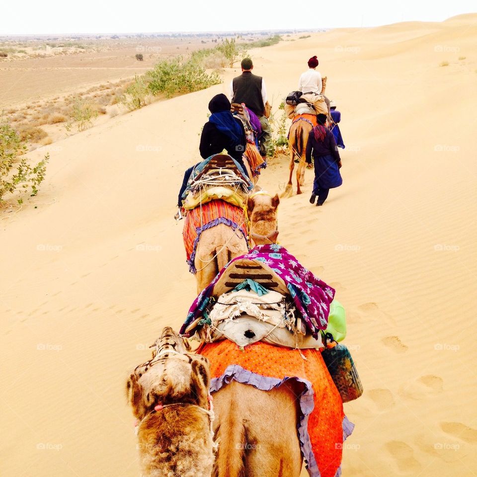 Camel safari ride