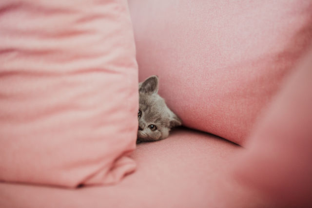 hide and seek