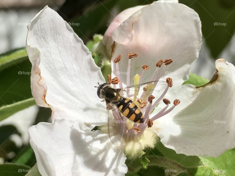 Bee on pollen