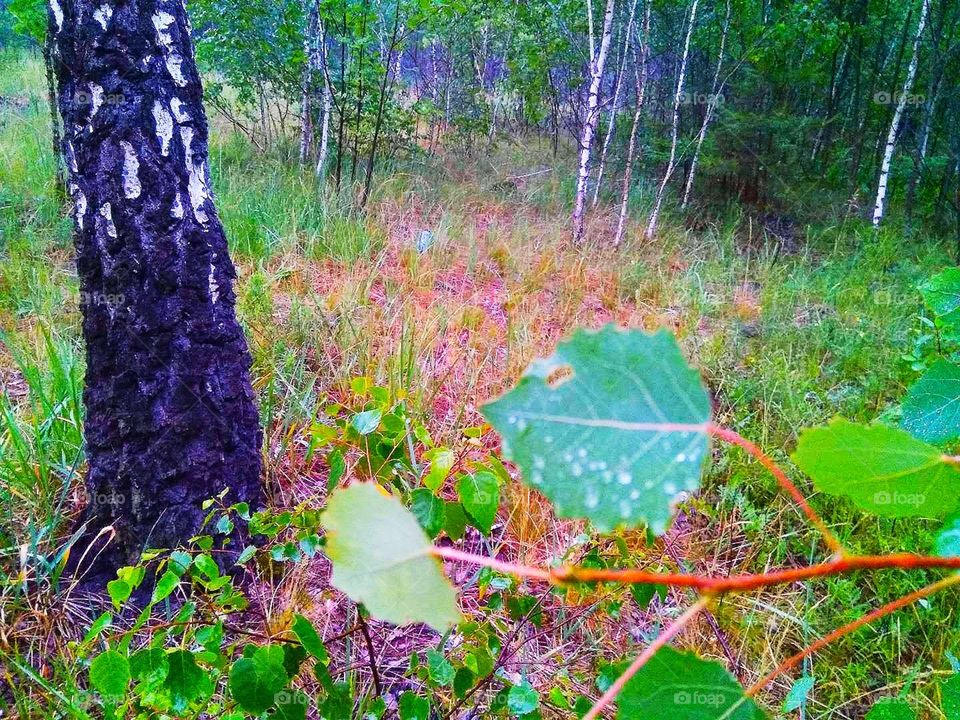 Autumn, take - leaves after rain