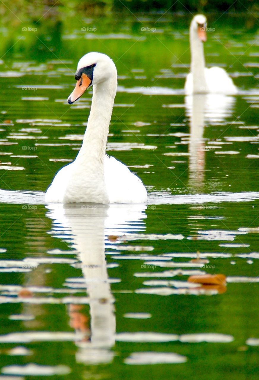 Swan Beauty