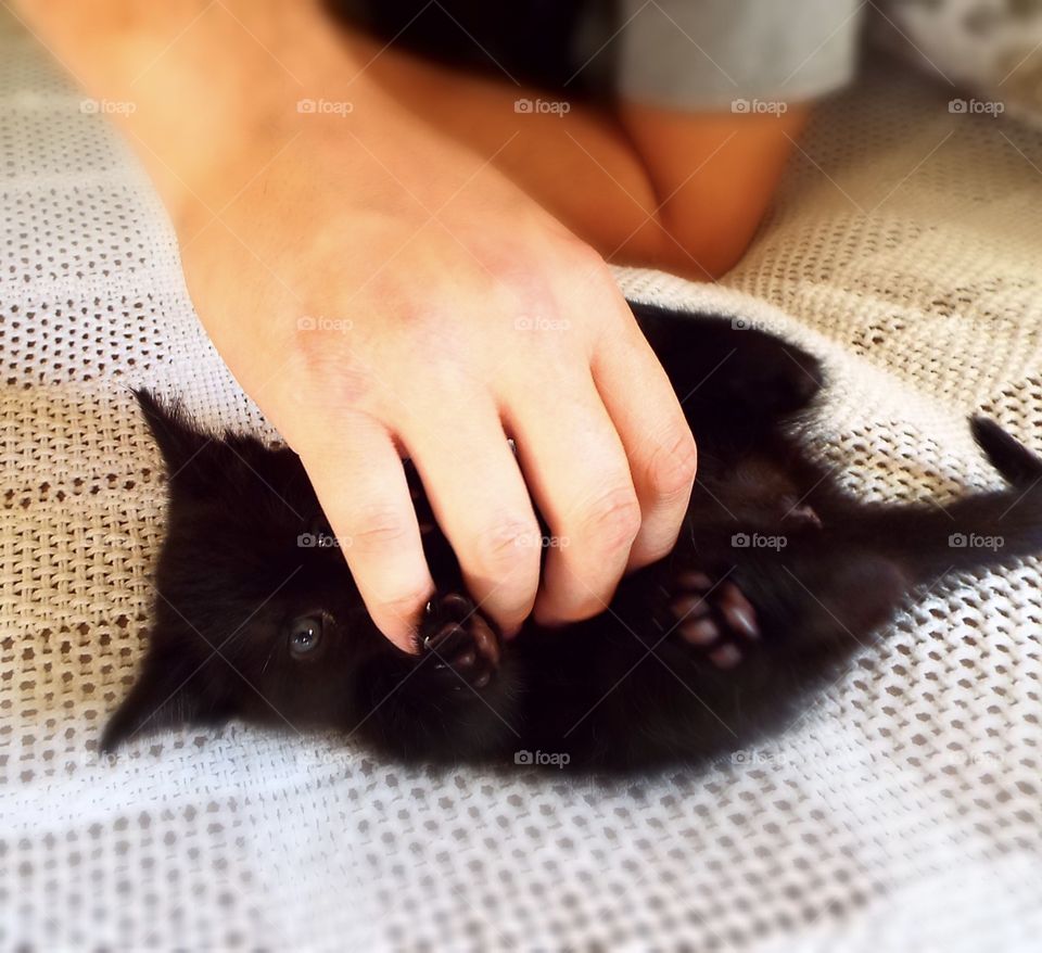 Black Bombay kitten laying on back and playing with owner's hand
