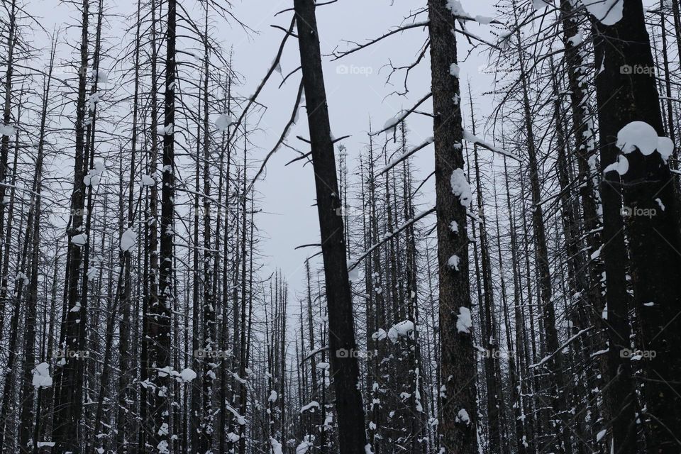 Burnt forest 
