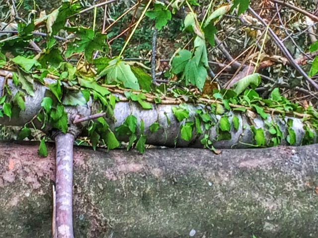 Green leaves on the trunk cut