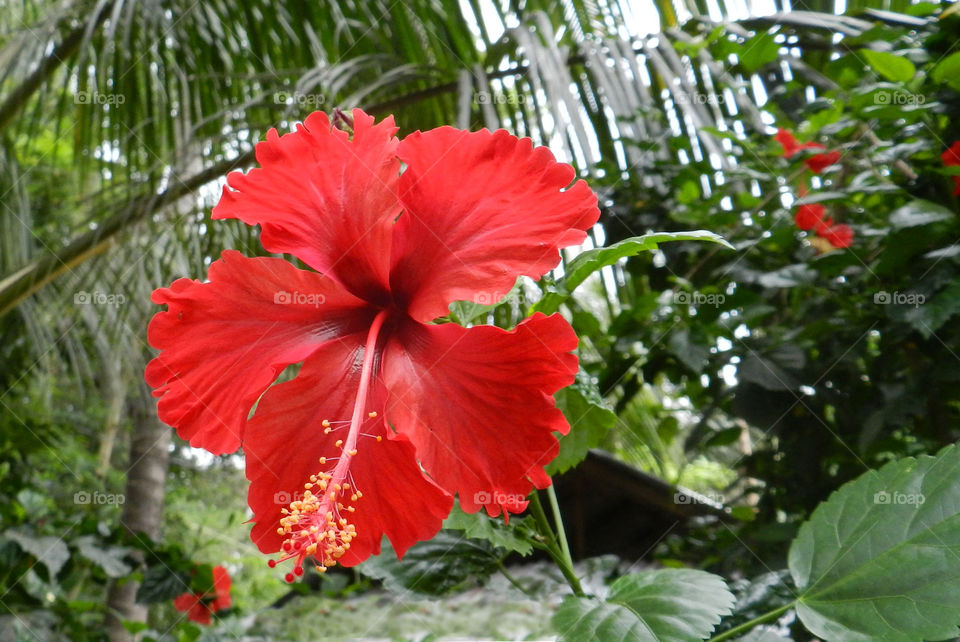 hibiscus. flower 