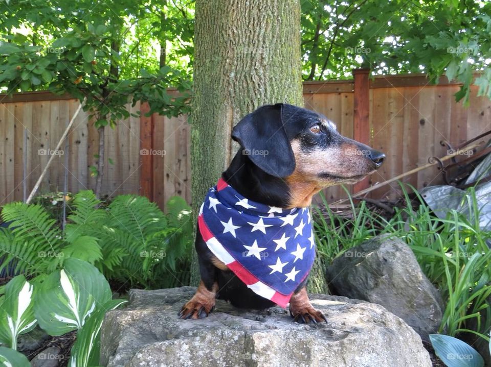 Patriotic dog