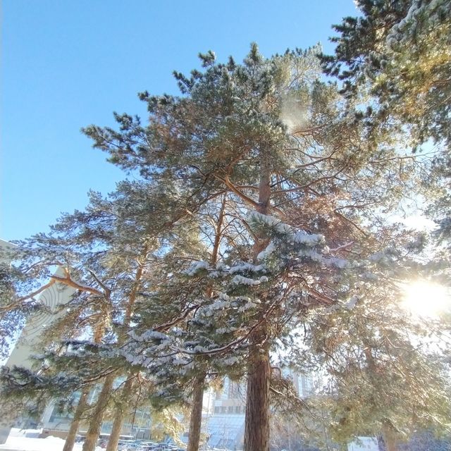 pines