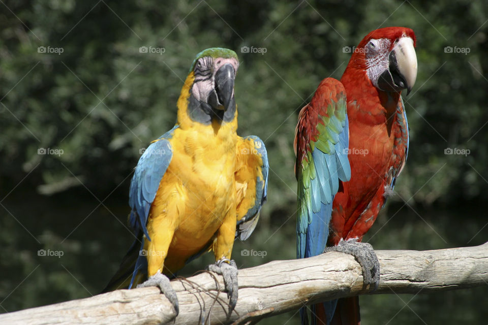 THE MACAUS AT SYDNEY TARONGA ZOO AUSTRALIA