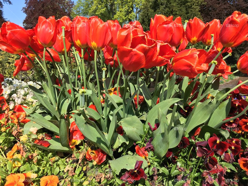 Tulips 