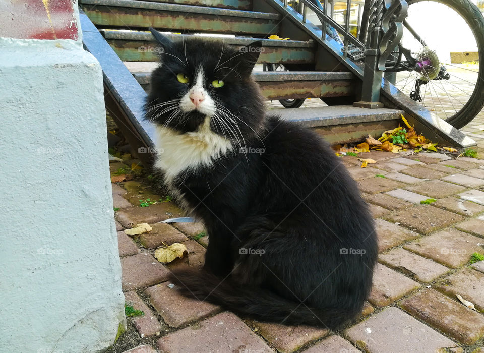 Fluffy black and white cat with bright green eyes on the city streets. Autumn