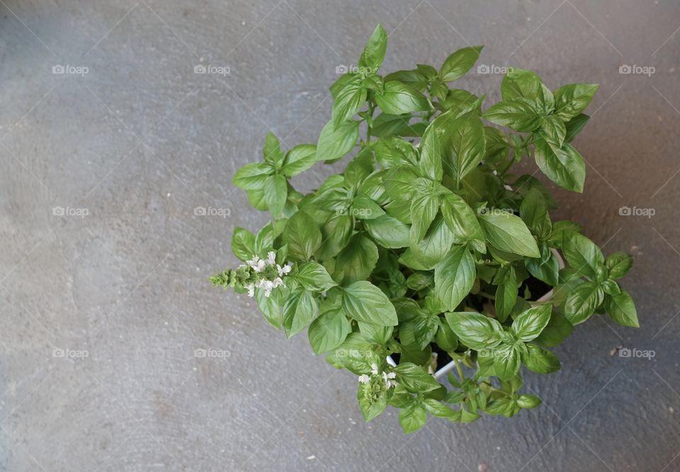 Basil is flowering.