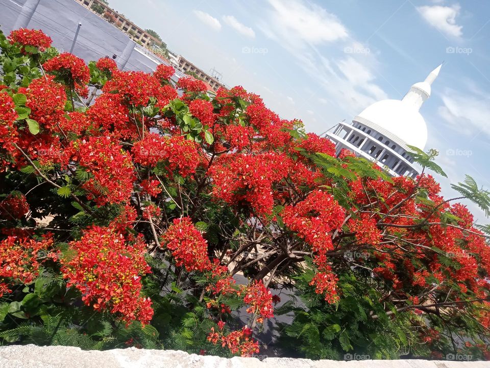 *Ravarma* Fully red,  Red tree, Amazing flowers , Cute red & green