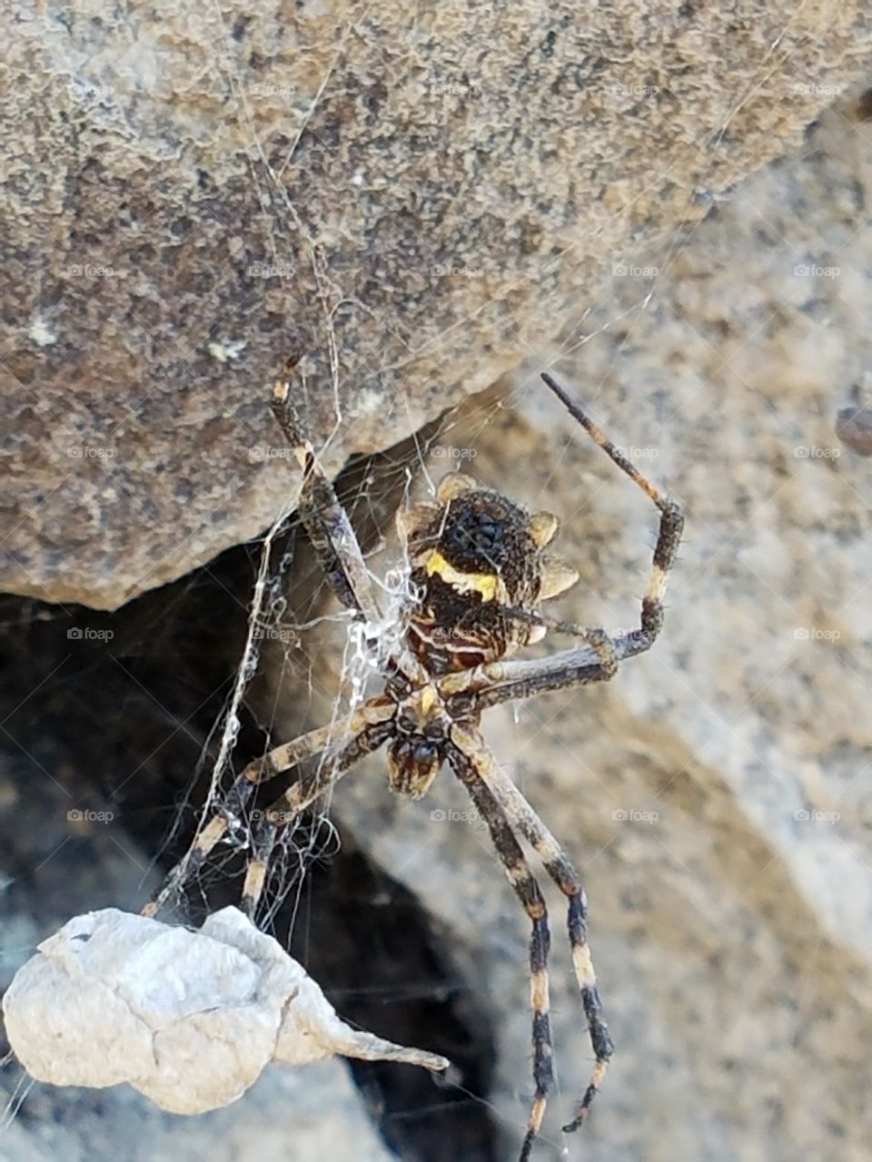 Peru spider
