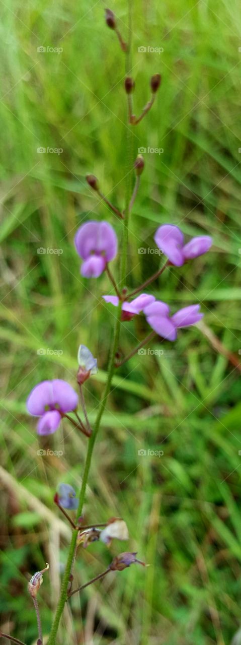 Nature, No Person, Bright, Wild, Flower