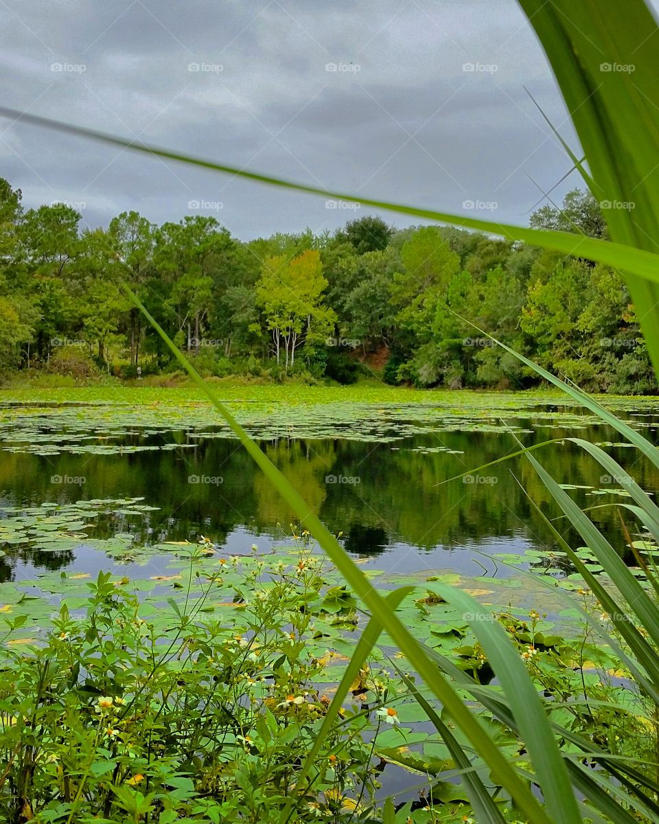 Green Lake Reflections