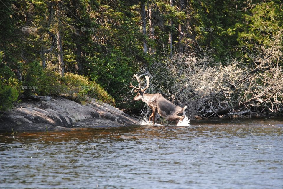 Water, River, Deer, Nature, Wildlife