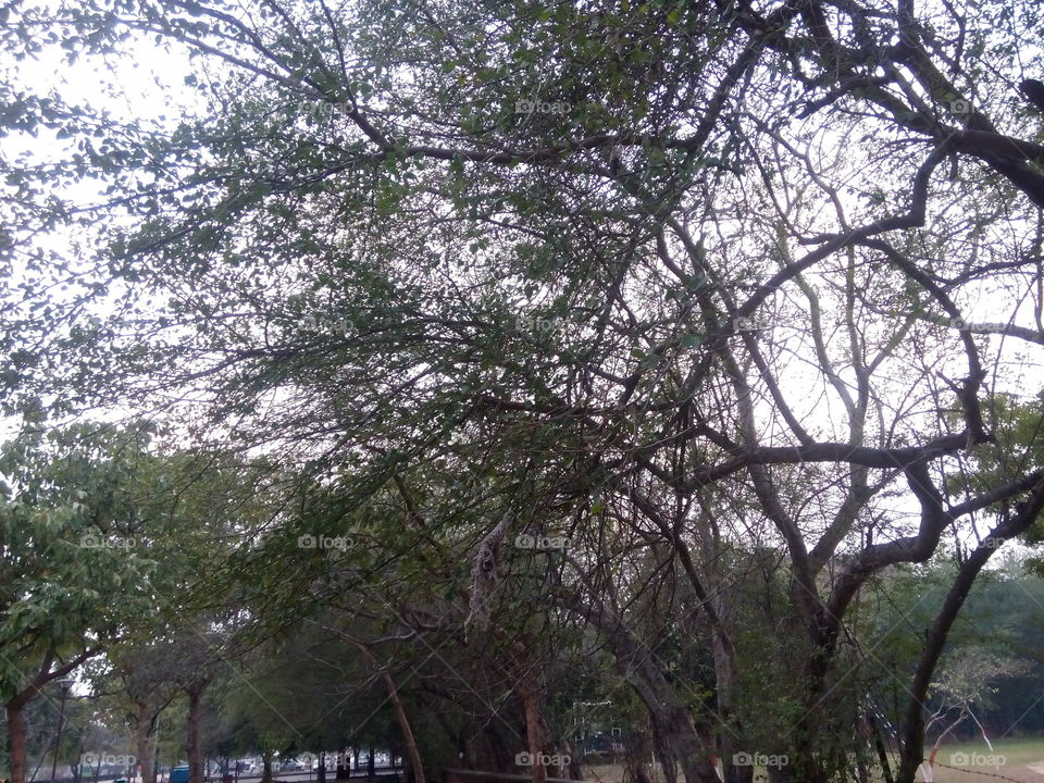 trees sky greenery garden daylights