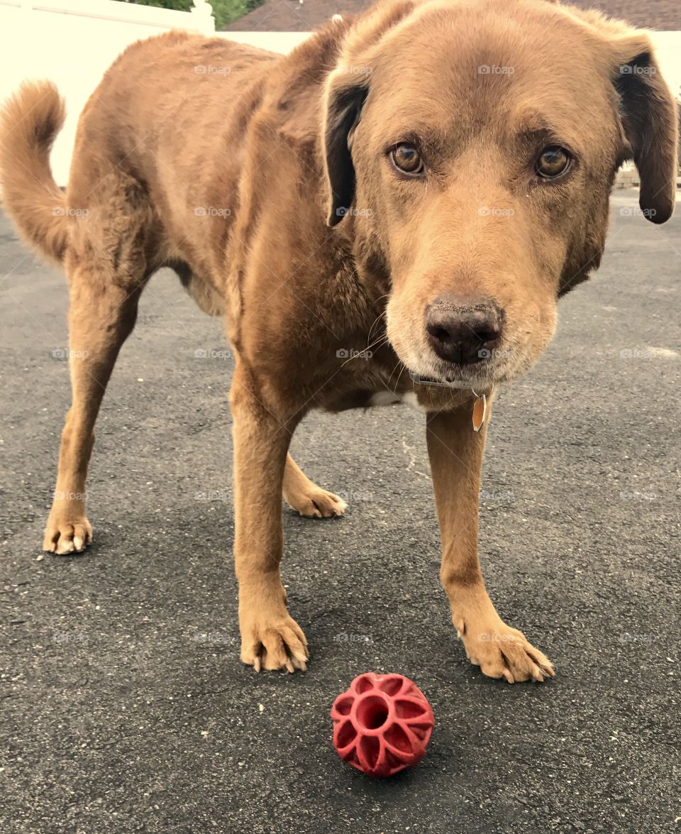 Dog with Red Ball