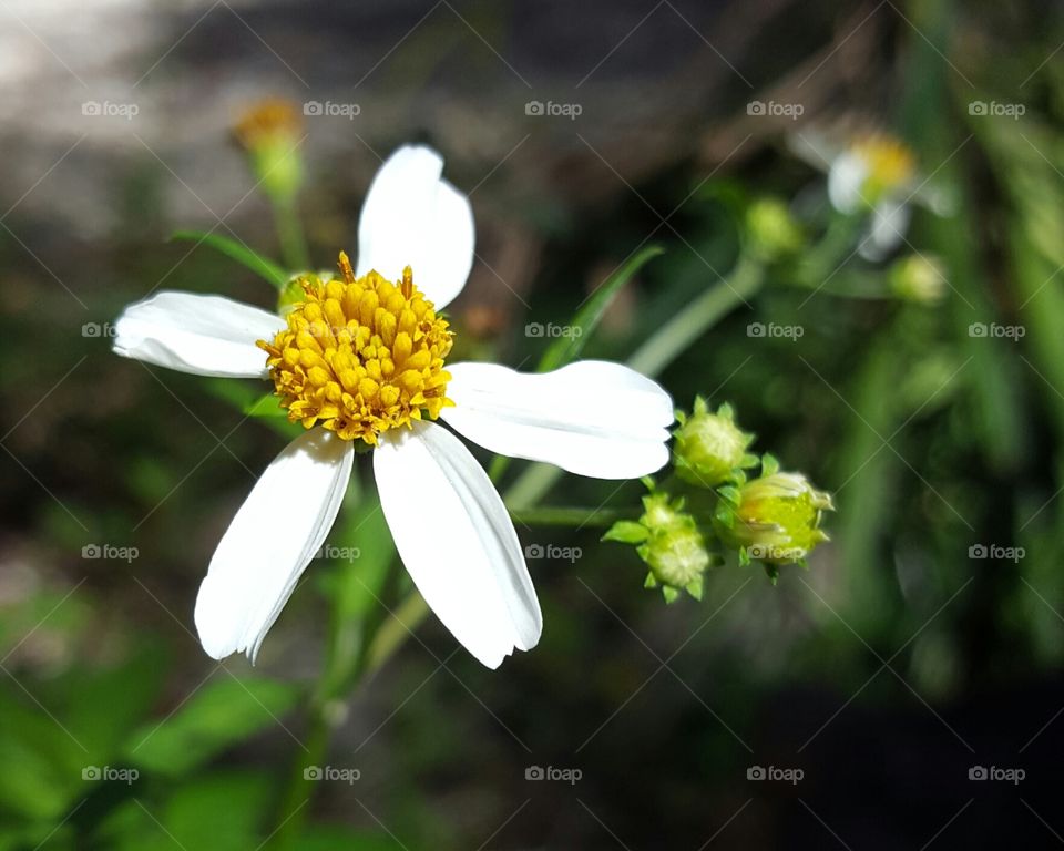 wild flower