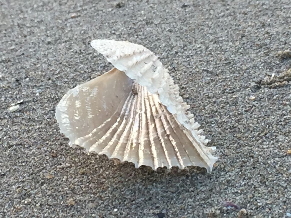 The Lonely Seashell