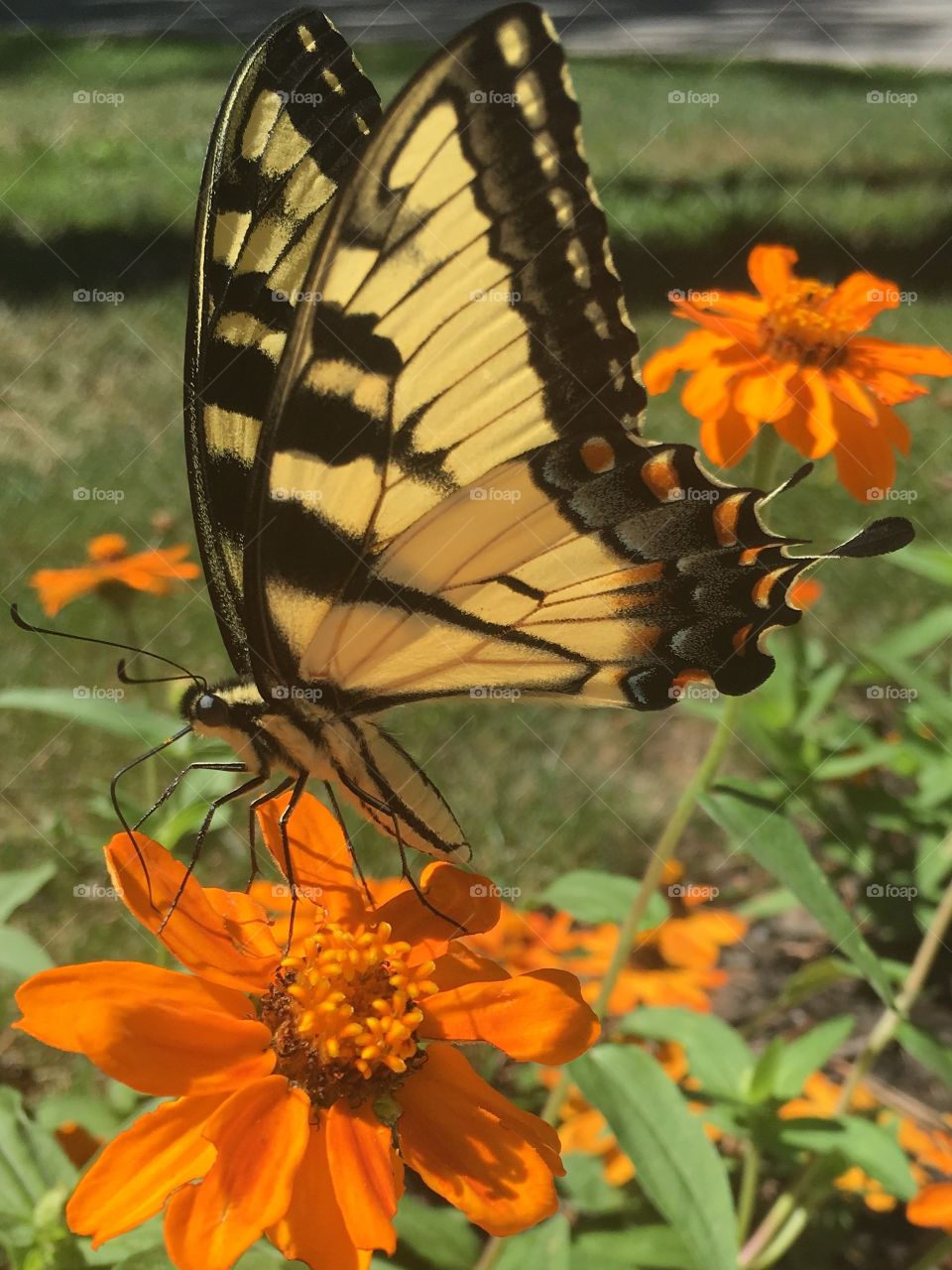 Butterfly on flower