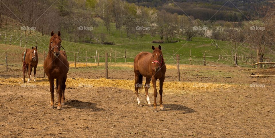 Majestic horses 