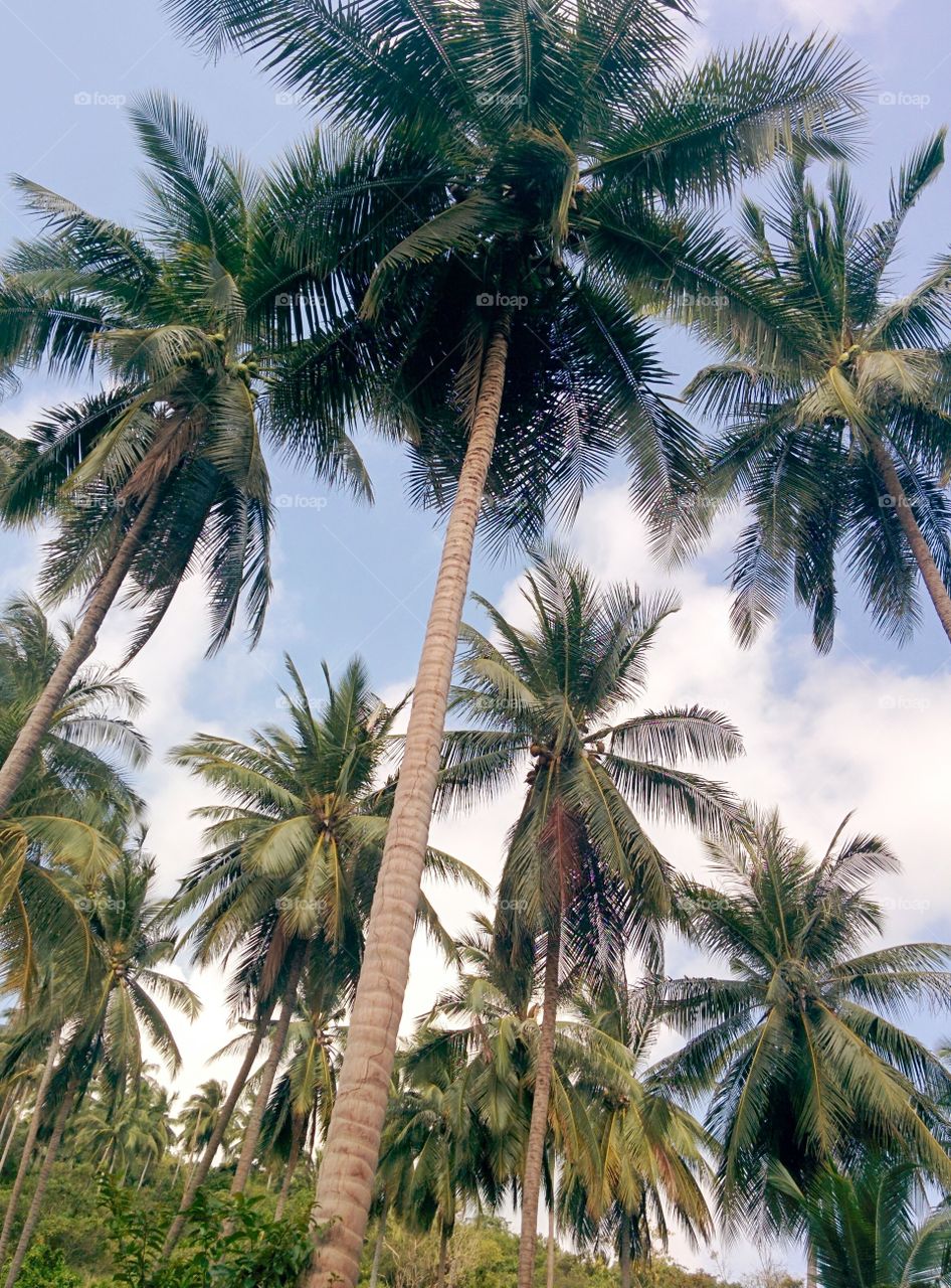 Palms