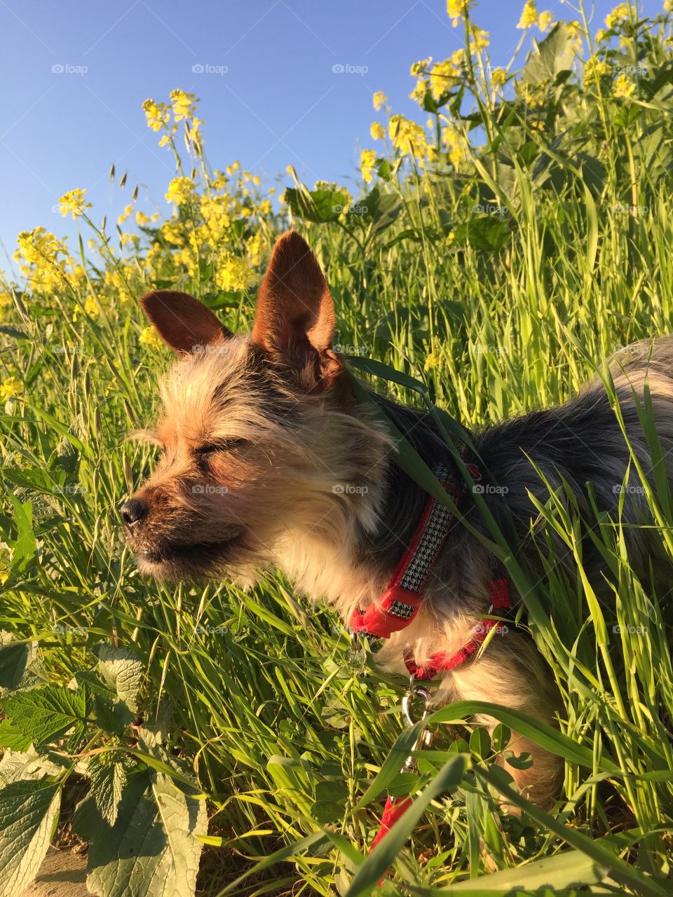 Dog enjoying the sunshine 