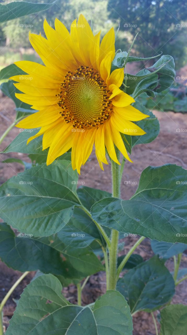 New Sunflower. Brand new sunflower.