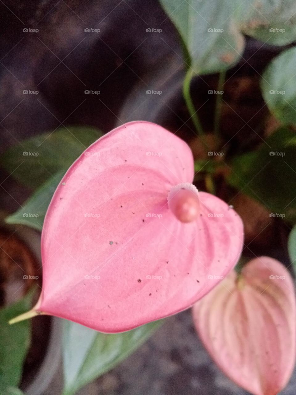 Flowers in the garden