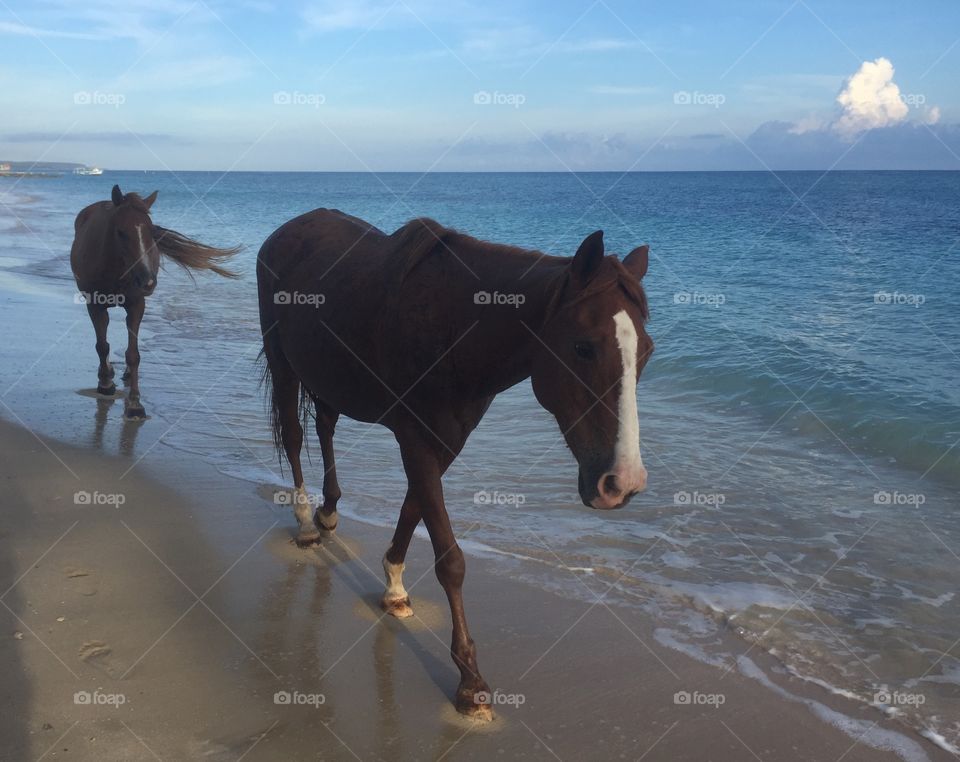 Horses on a beach