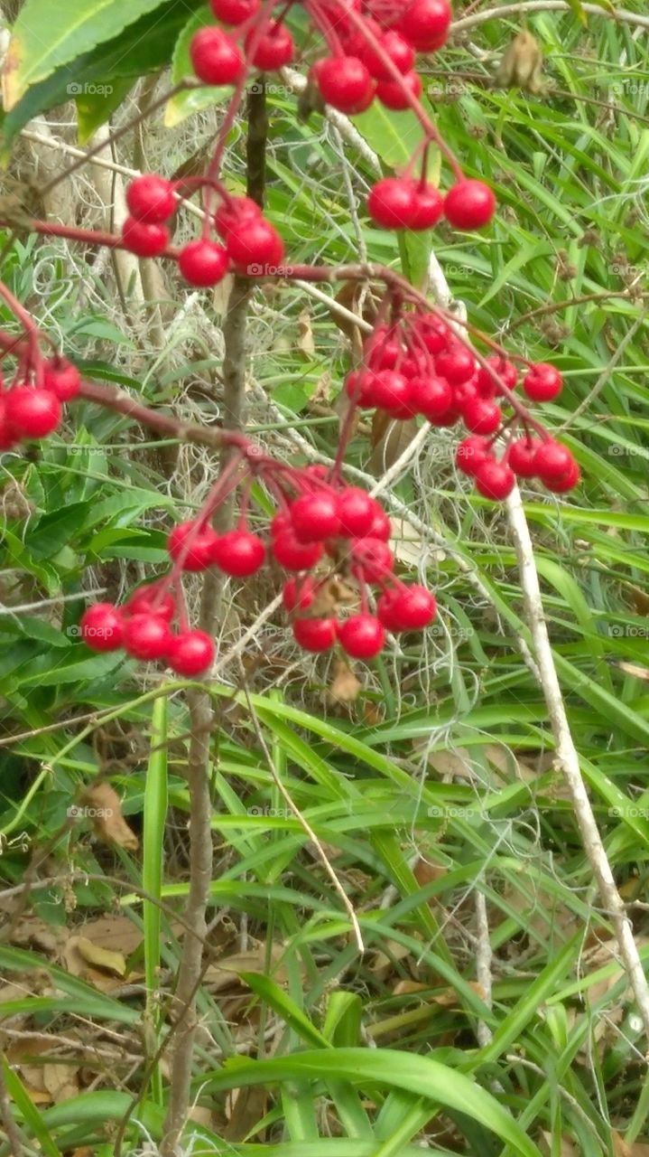 berries in the wilderness