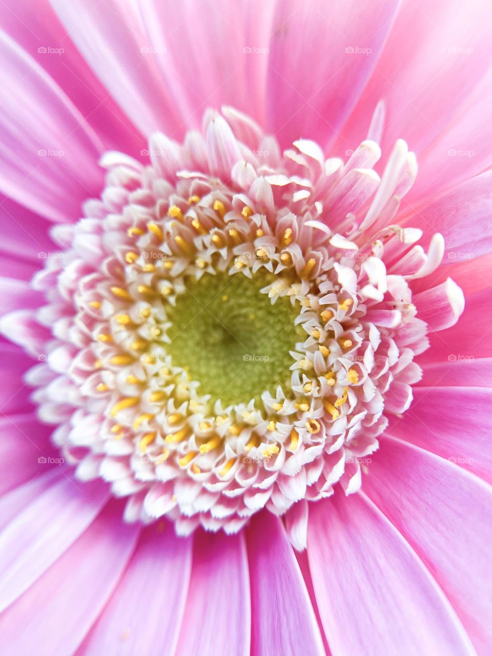 Flower Gerbera