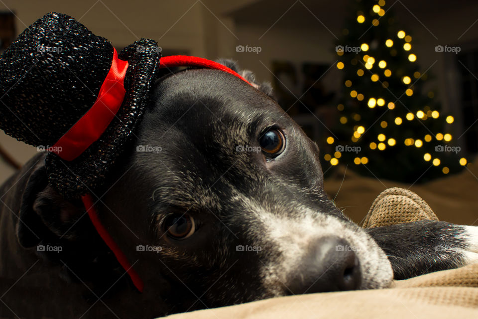 Cute dog wearing holiday Christmas or New Years hat cozy at home with illuminated Christmas tree in background 