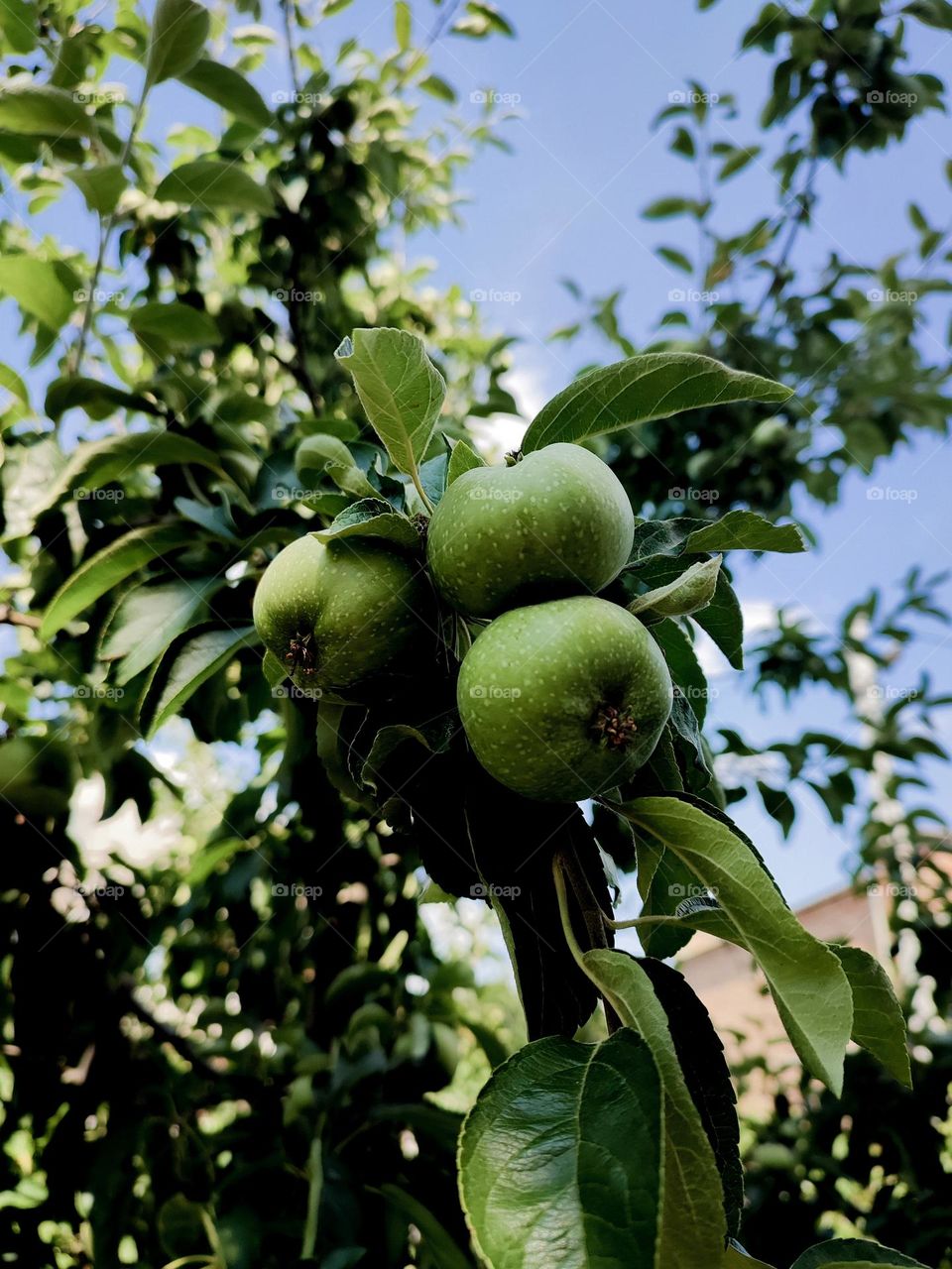 Green apples at the branch among green leaves, blue sky at the background