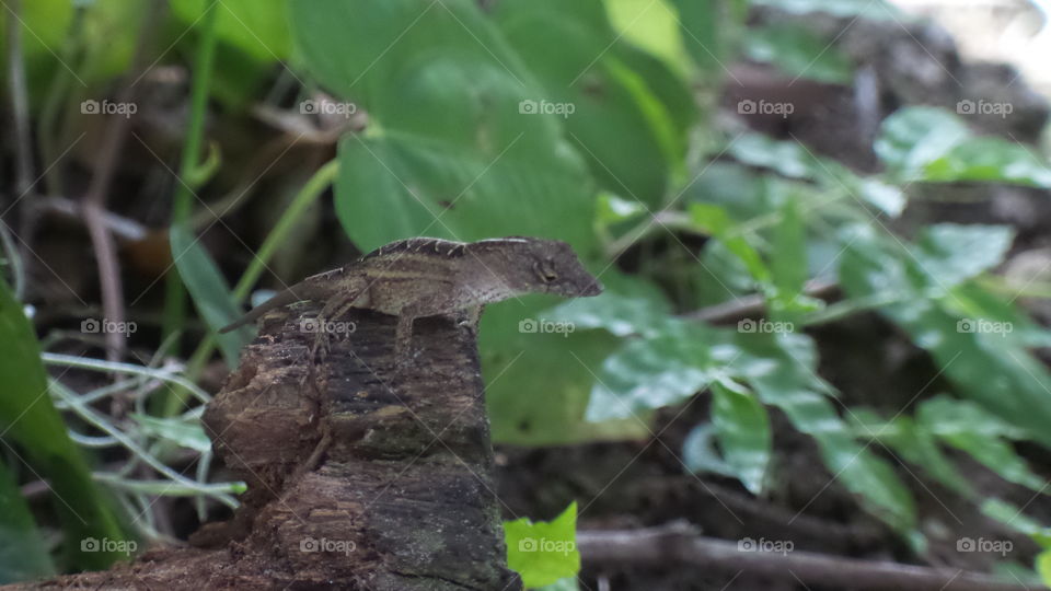 Lizard, Reptile, Wildlife, Nature, Camouflage