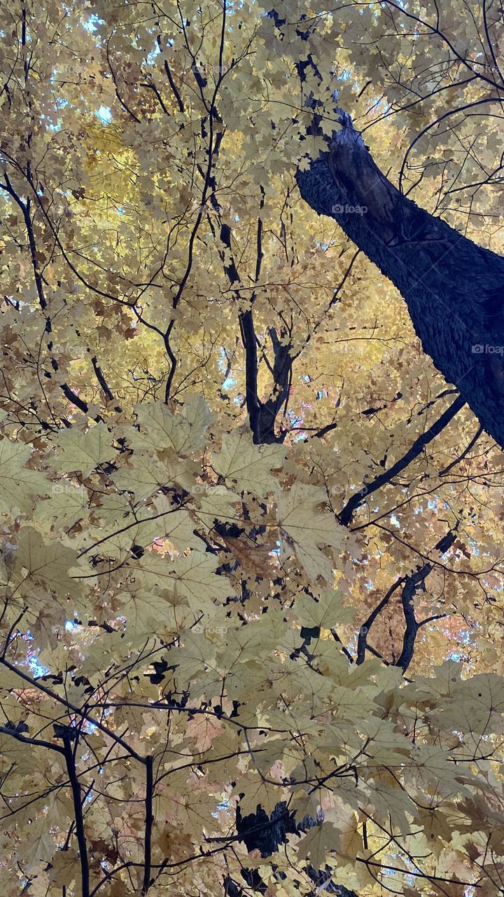 Leaf now going by autum 