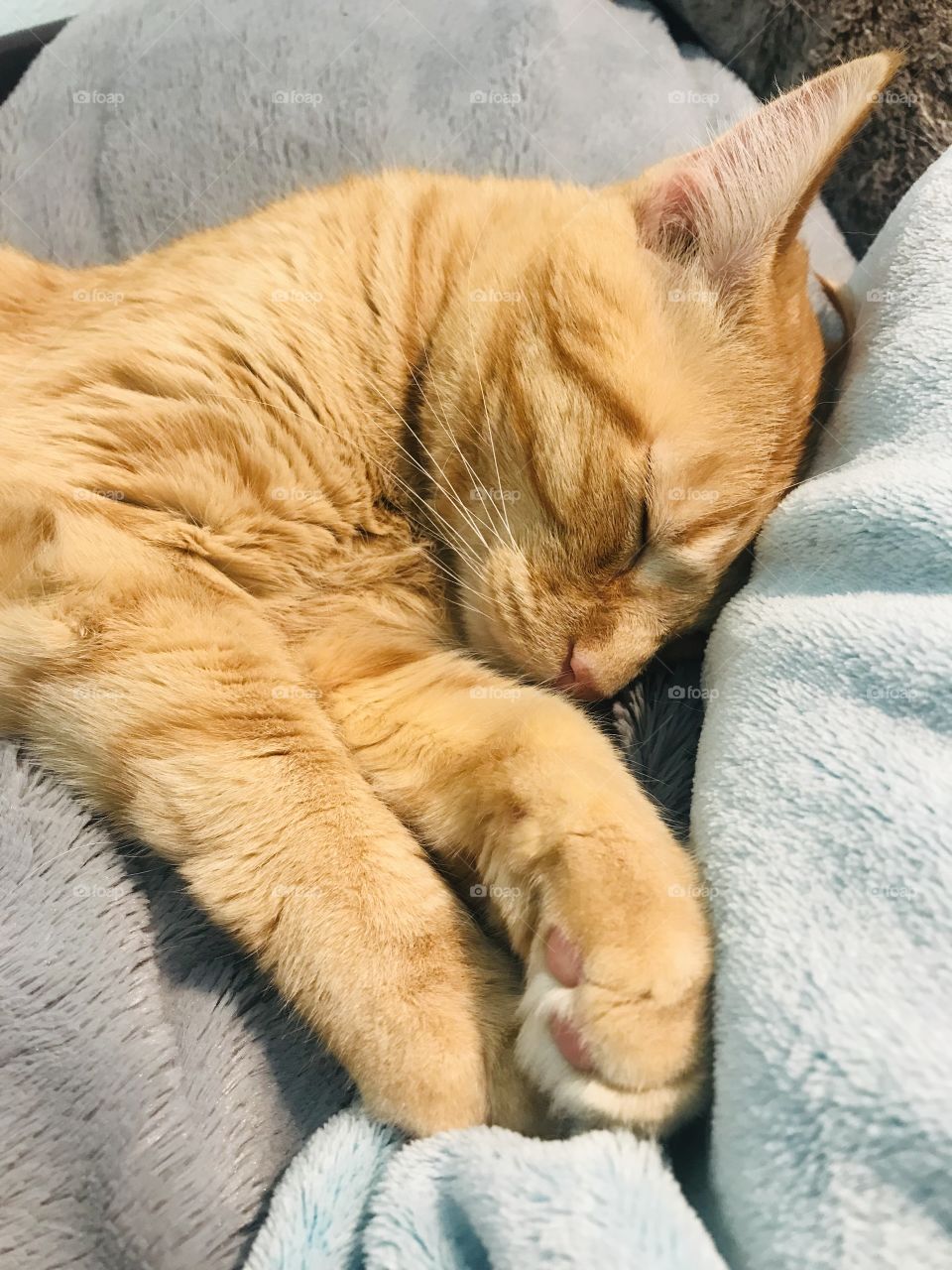 Darling orange tabby kitty cat all cuddled up in cozy blankets on bed! 