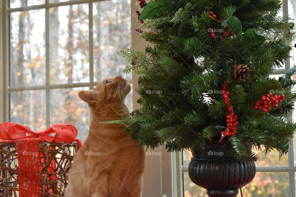 Orange cat sniffing green tree